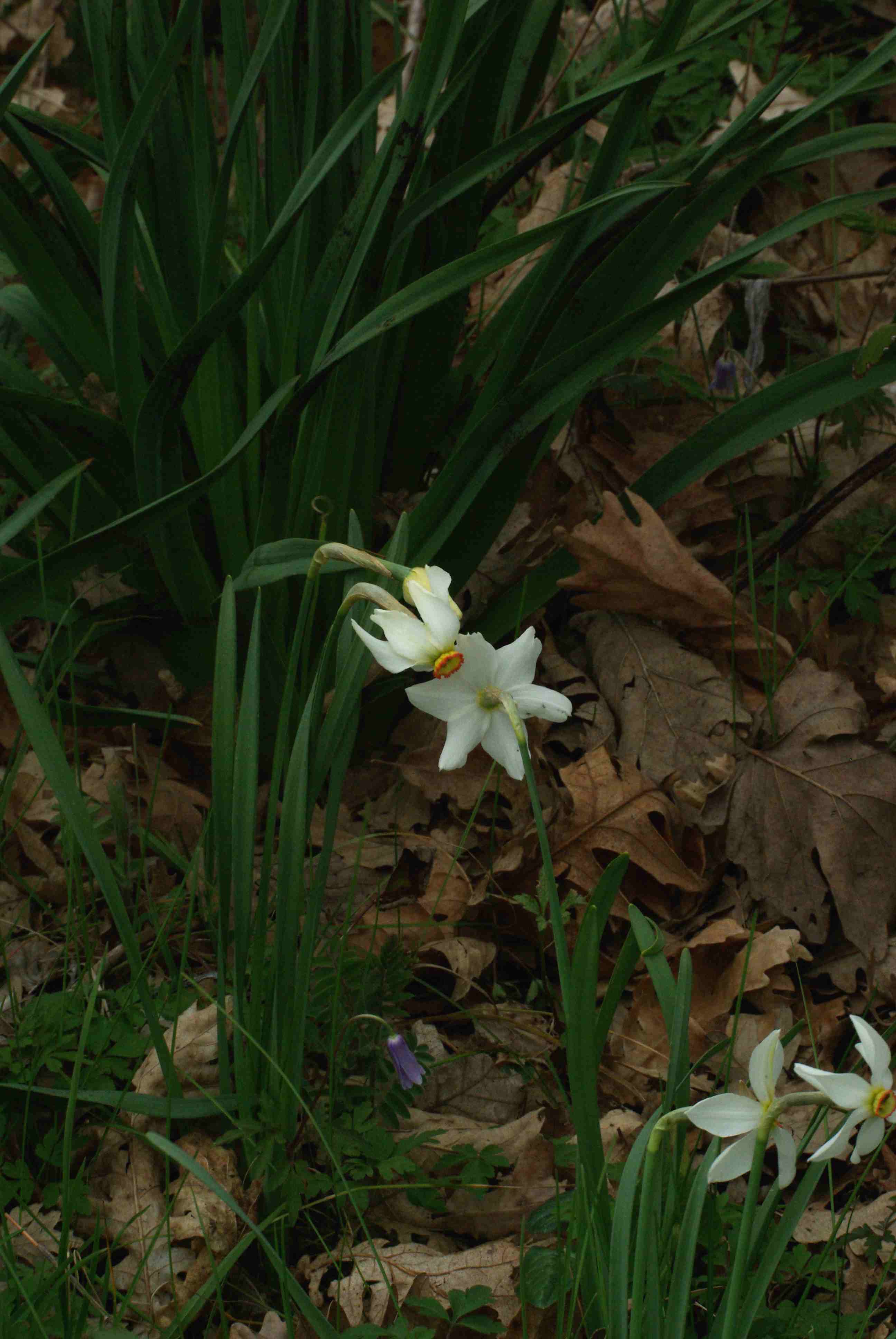 Narcissus poeticus / Narciso dei poeti